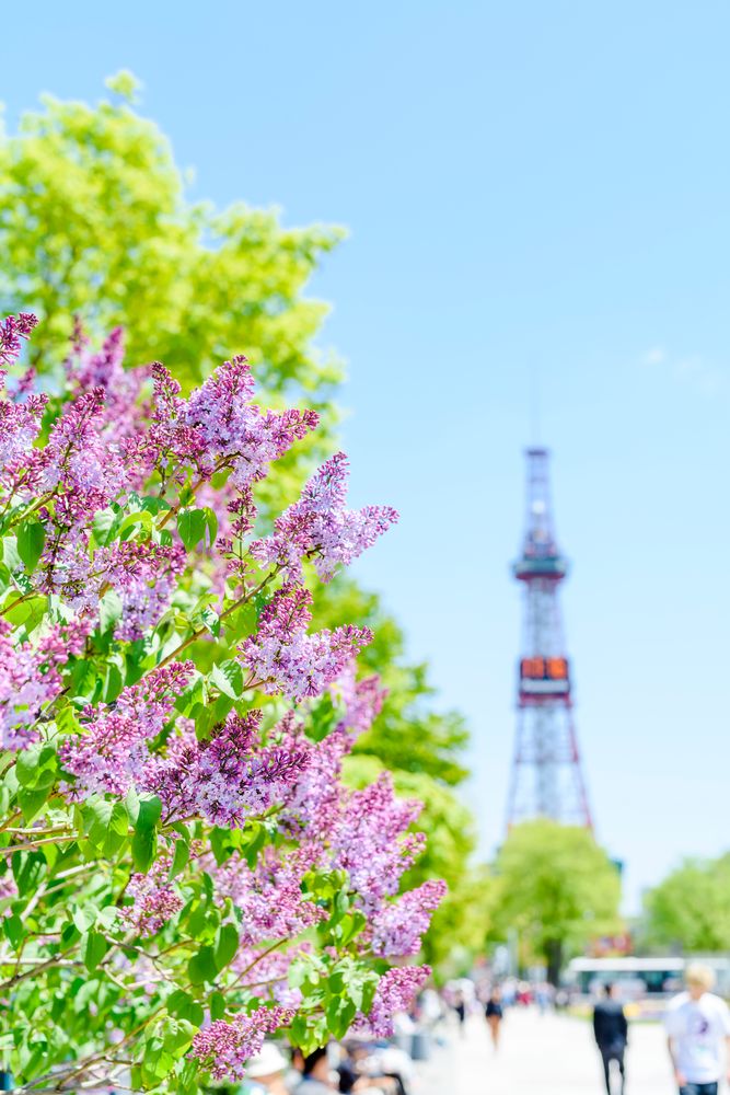 大通公園の画像 - 3枚目