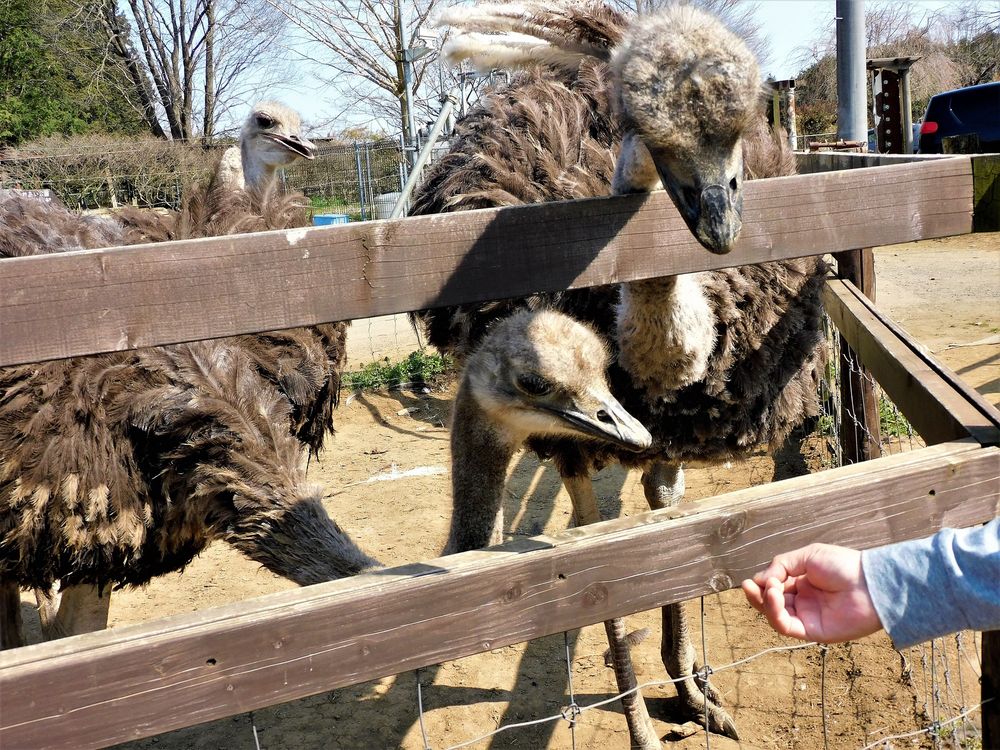 ダチョウ王国石岡ファームの画像 - 2枚目