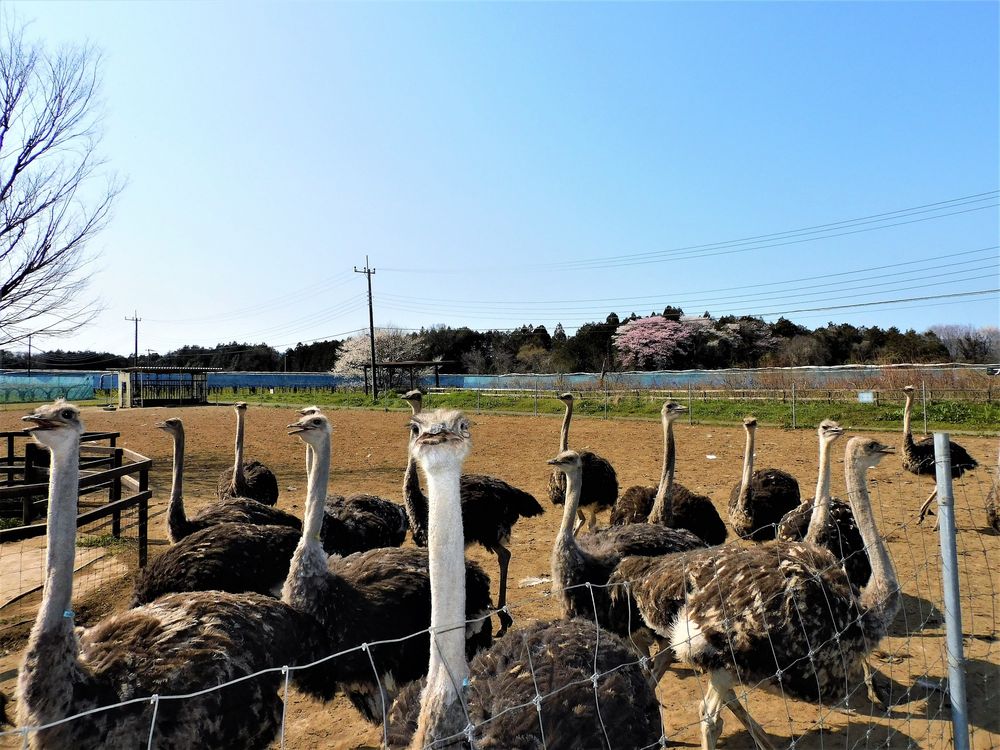 ダチョウ王国石岡ファーム