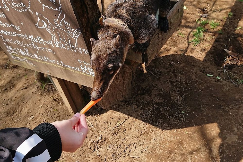 ダチョウ王国石岡ファームの画像 - 3枚目