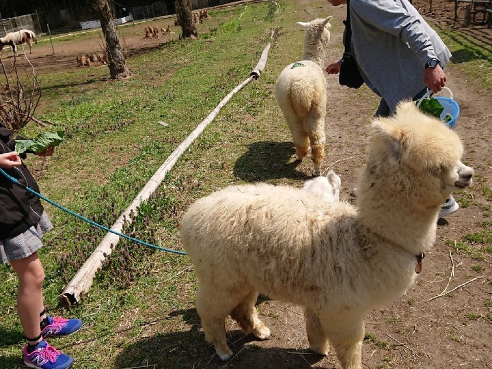 ダチョウ王国石岡ファームの画像 - 5枚目
