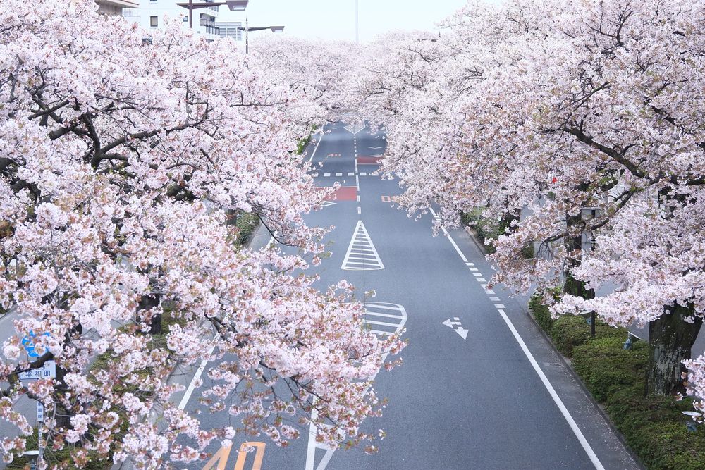 県道293号（平和通り）の画像 - 4枚目
