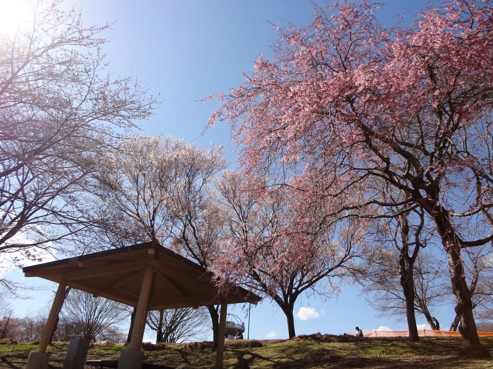 十王パノラマ公園の画像 - 3枚目