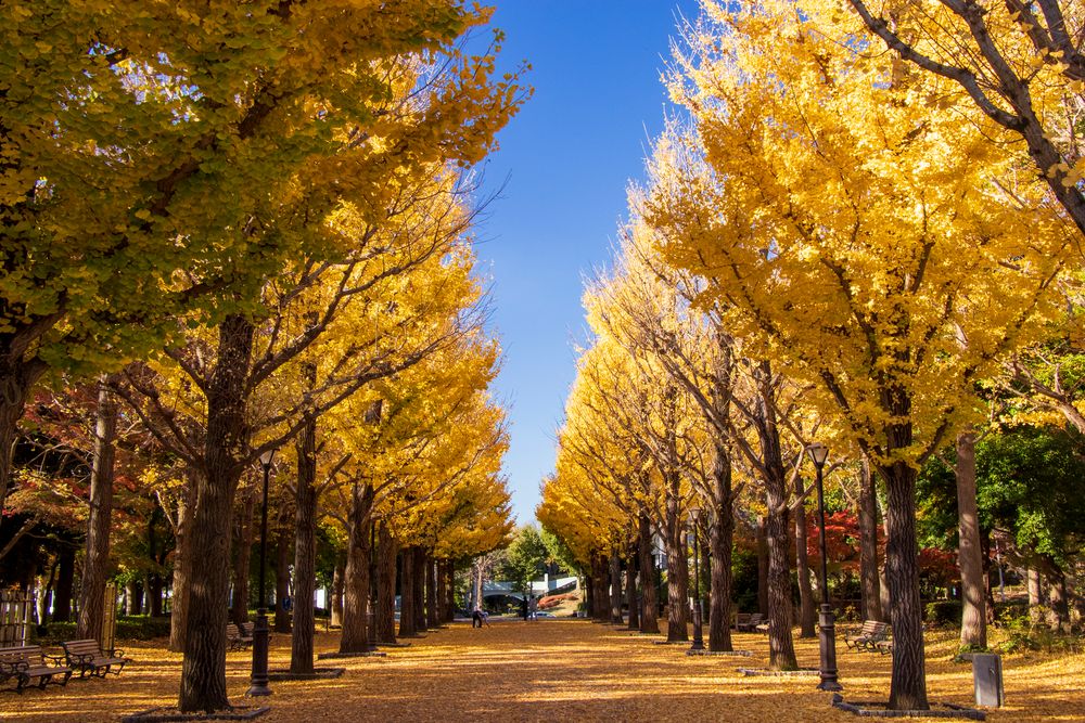 洞峰公園の画像 - 5枚目