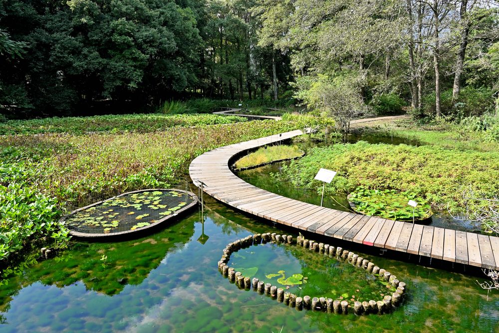 国立科学博物館筑波実験植物園の画像 - 3枚目