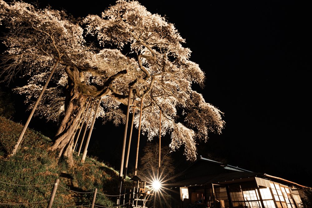 外大野のしだれ桜の画像 - 2枚目