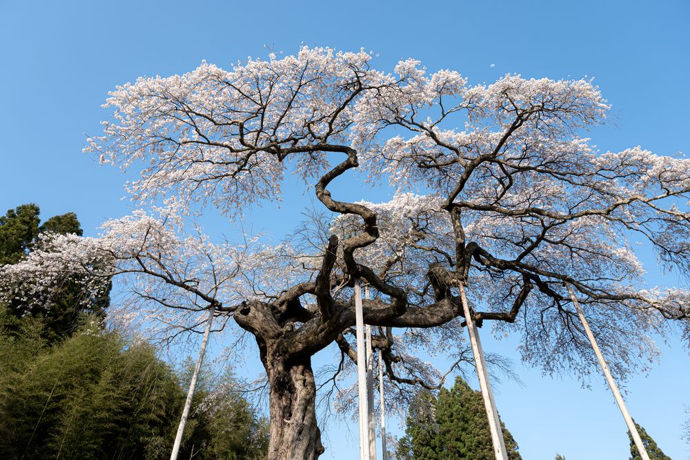 外大野のしだれ桜の画像 - 3枚目