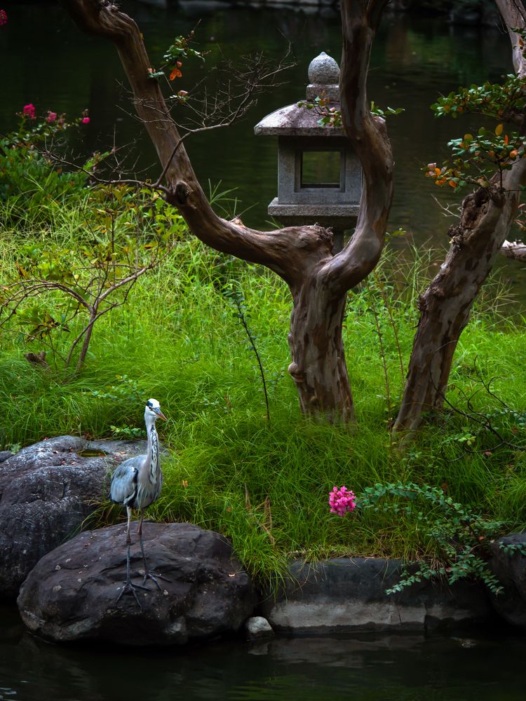 京都御所の画像 - 5枚目