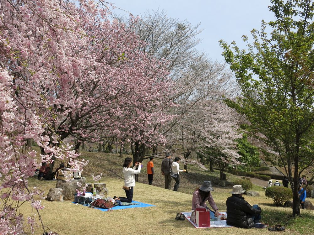 桜川市 磯部桜川公園の画像 - 2枚目