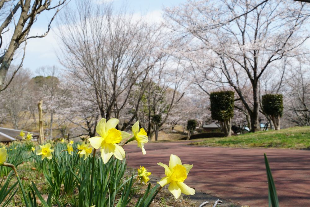 桜川市 磯部桜川公園の画像 - 3枚目