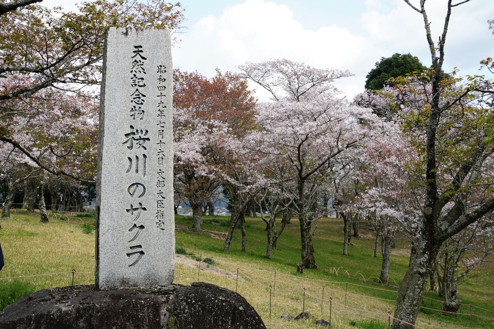 桜川市 磯部桜川公園