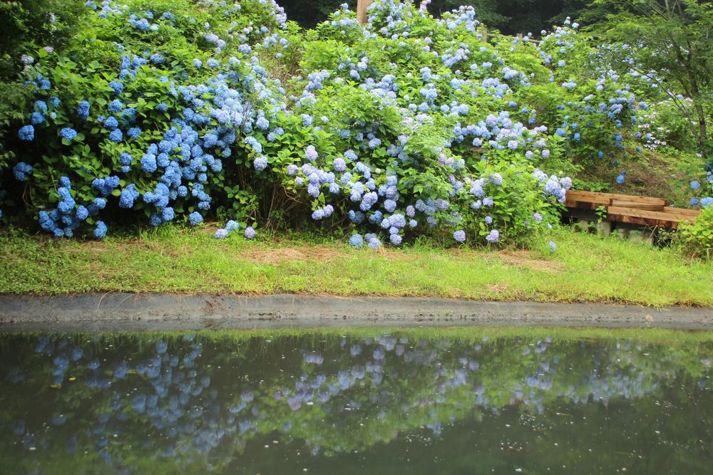 辰ノ口親水公園の画像 - 4枚目