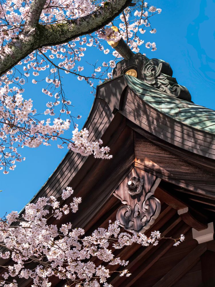 偕楽園 桜山エリアの画像 - 2枚目