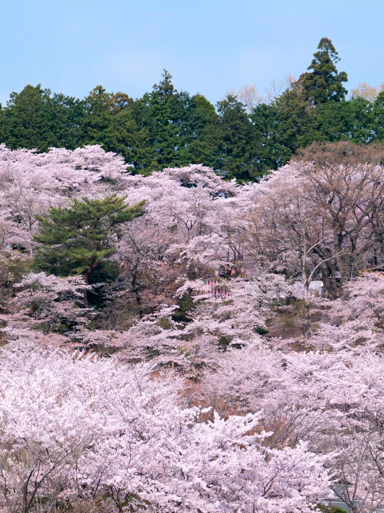 偕楽園 桜山エリアの画像 - 3枚目