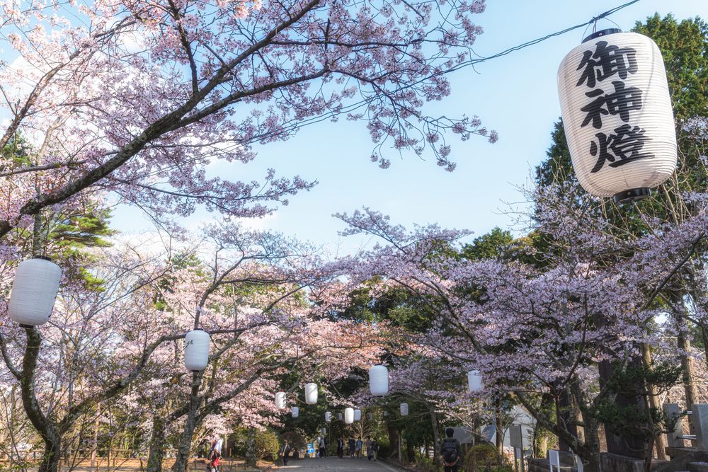 偕楽園 桜山エリアの画像 - 4枚目