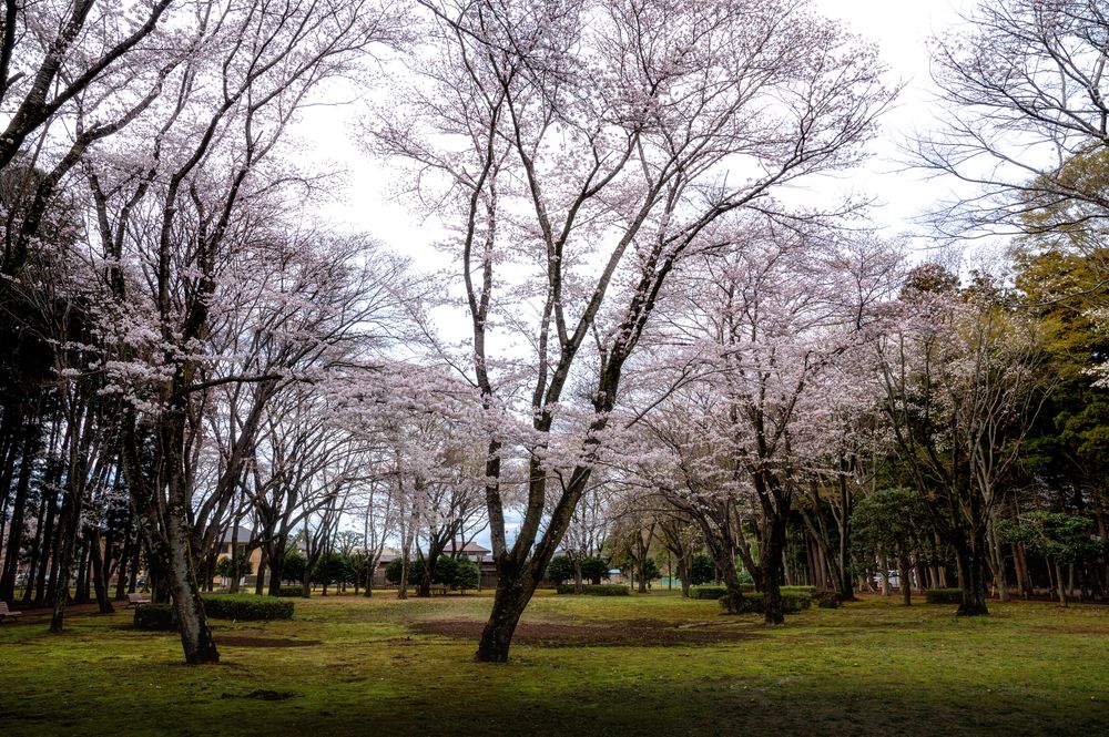 偕楽園 桜山エリアの画像 - 6枚目