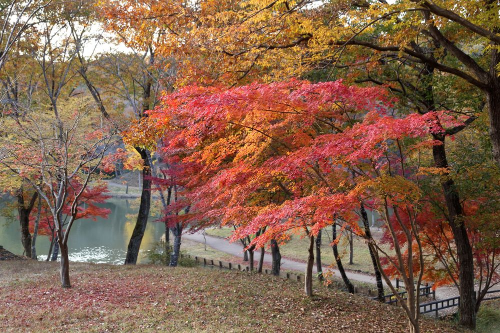 北山公園の画像 - 3枚目