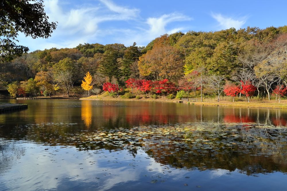 北山公園の画像 - 6枚目
