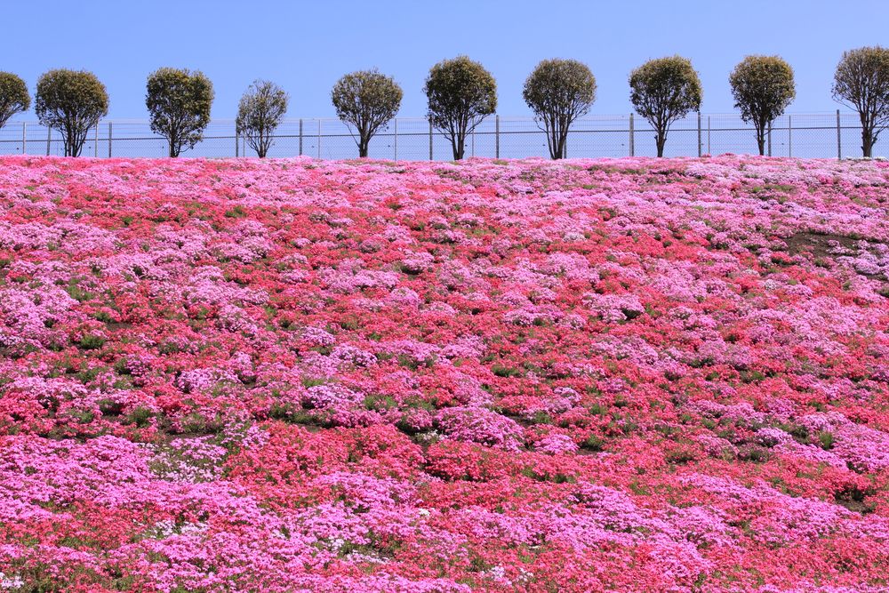みさと芝桜公園の画像 - 2枚目
