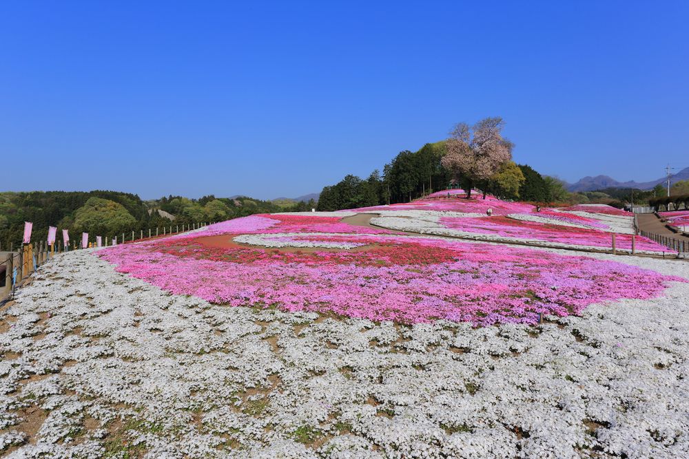 みさと芝桜公園の画像 - 3枚目