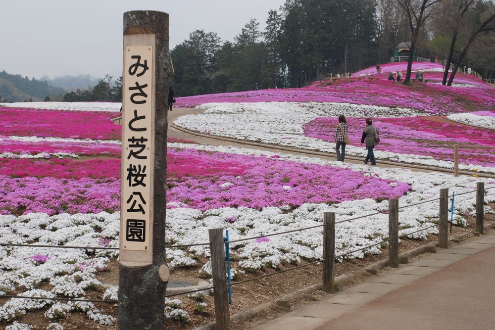 みさと芝桜公園の画像 - 4枚目