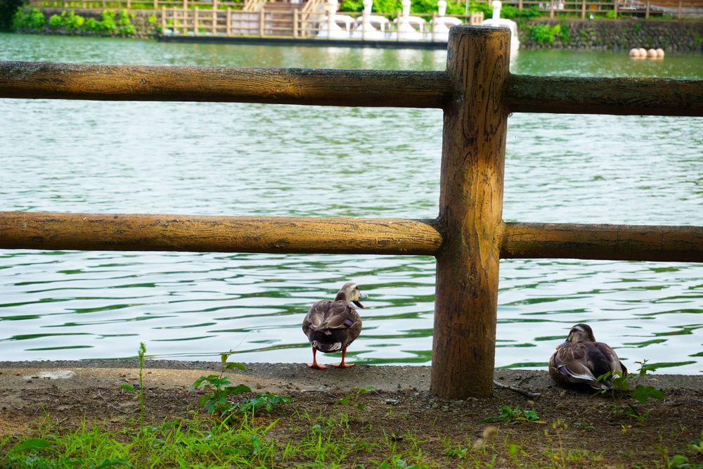 三ツ寺公園の画像 - 4枚目