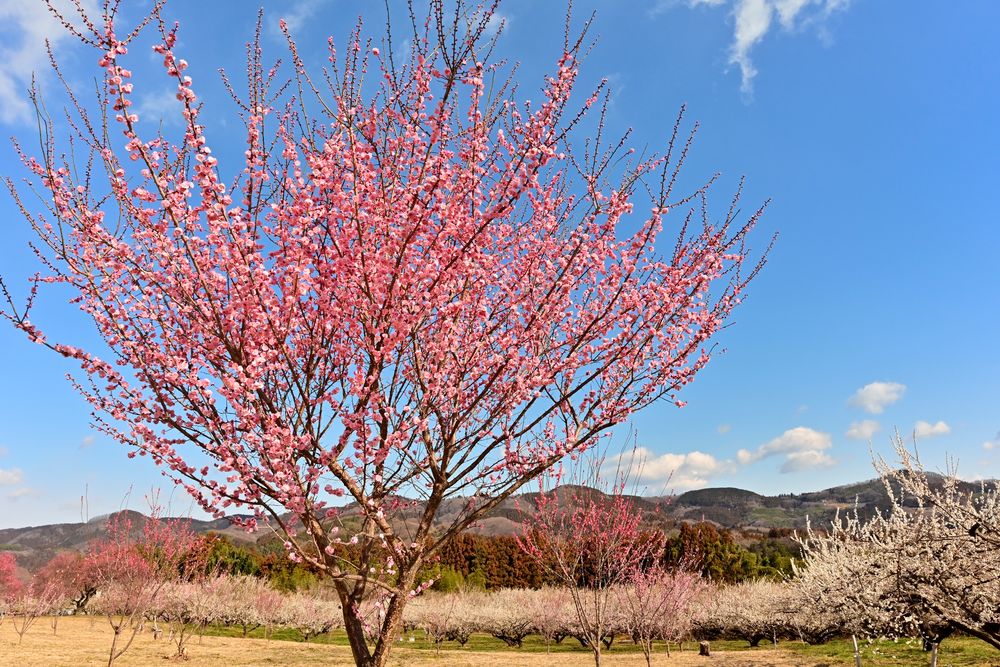 秋間梅林の画像 - 3枚目