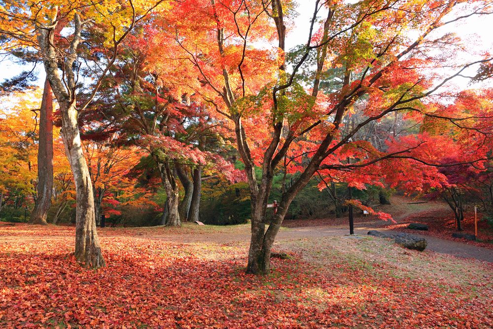 上ノ山公園の画像 - 3枚目