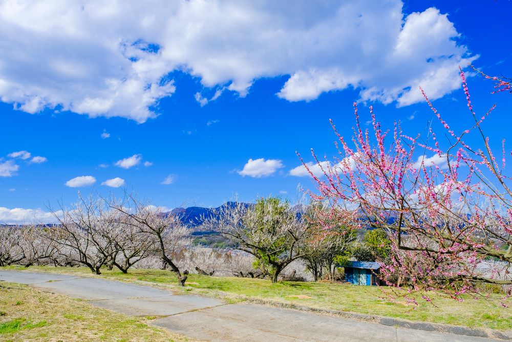 榛名梅林の画像 - 5枚目