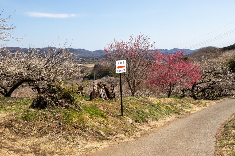 榛名梅林の画像 - 6枚目