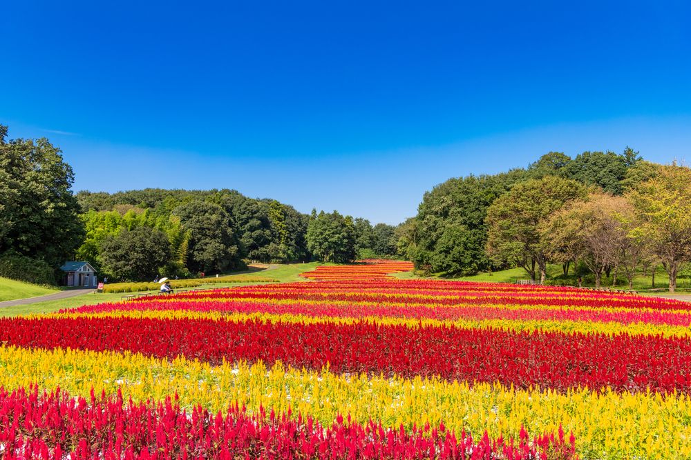 国営武蔵丘陵森林公園の画像 - 3枚目
