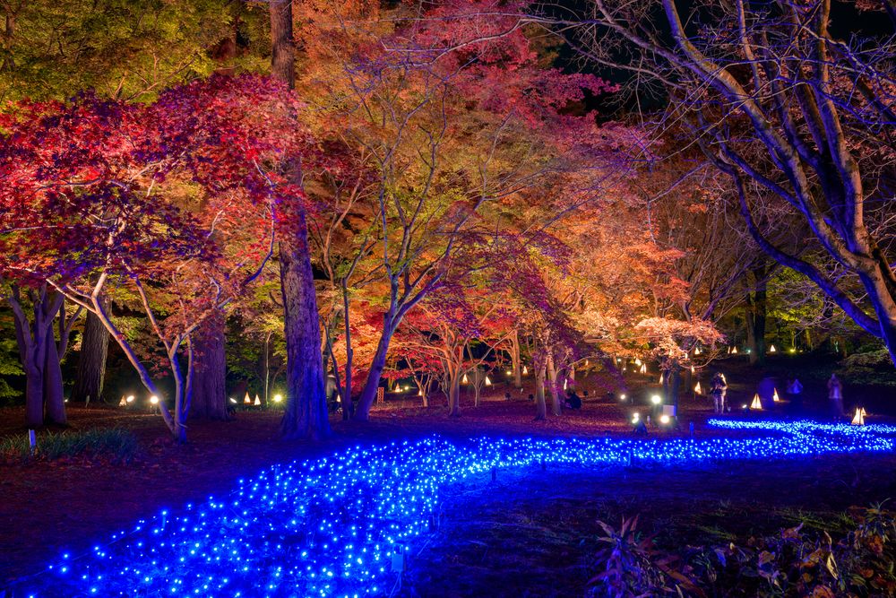 国営武蔵丘陵森林公園の画像 - 4枚目