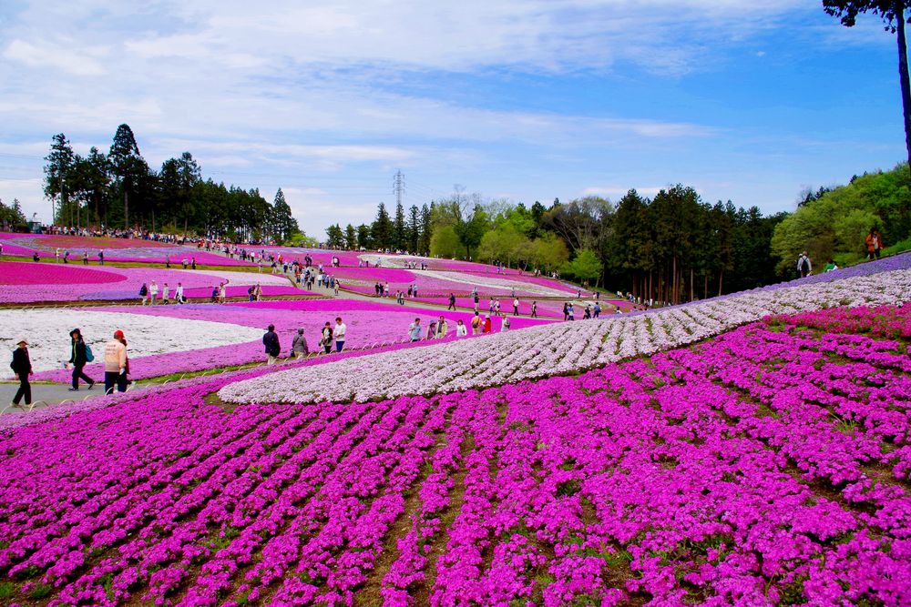 芝桜の丘の画像 - 2枚目