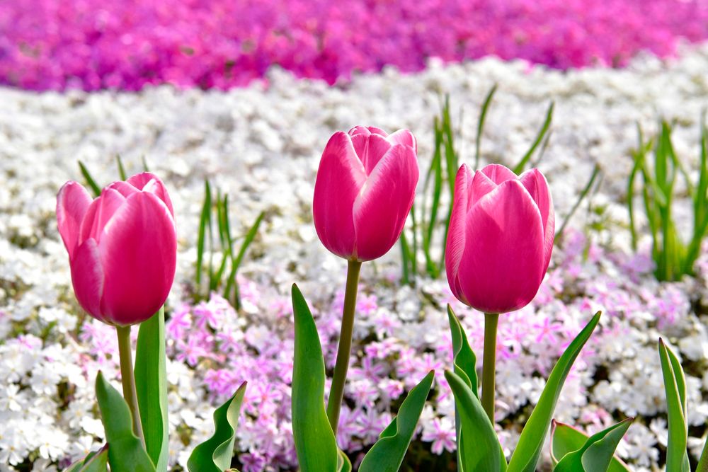芝桜の丘の画像 - 4枚目