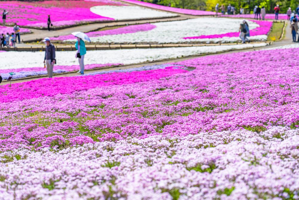 芝桜の丘の画像 - 5枚目
