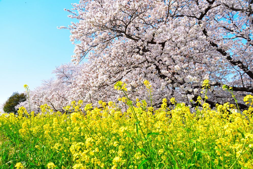 熊谷桜堤の画像 - 2枚目