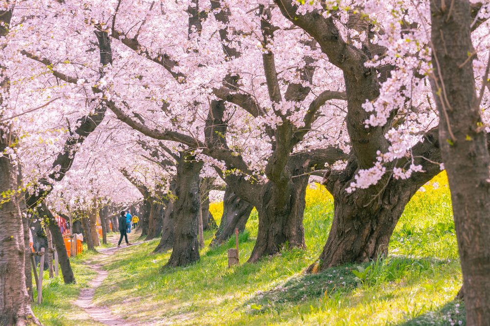 熊谷桜堤の画像 - 3枚目
