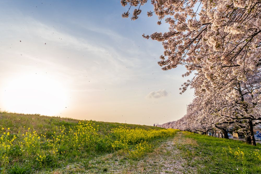 熊谷桜堤の画像 - 4枚目