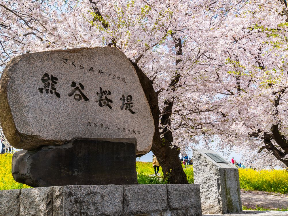 熊谷桜堤の画像 - 5枚目