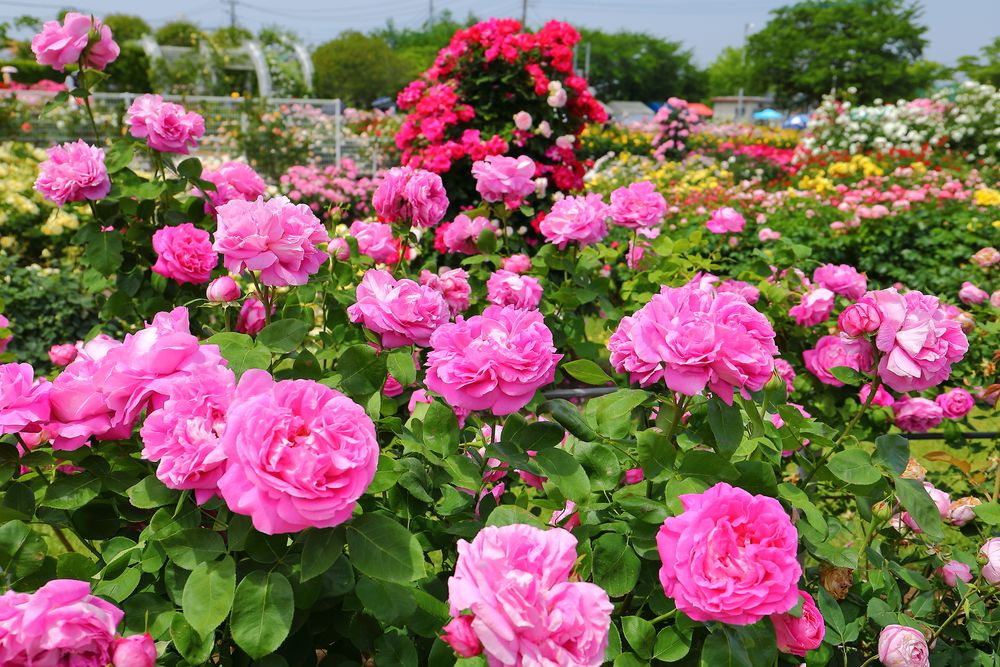 伊奈町制施行記念公園の画像 - 4枚目