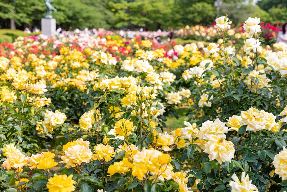 与野公園の画像 - 2枚目