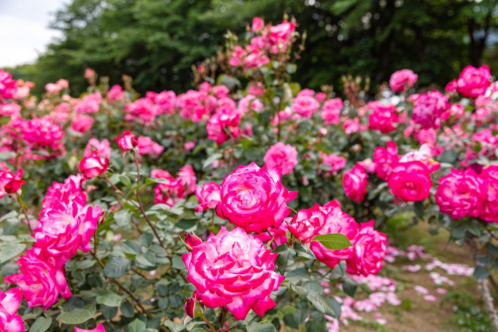 与野公園の画像 - 3枚目