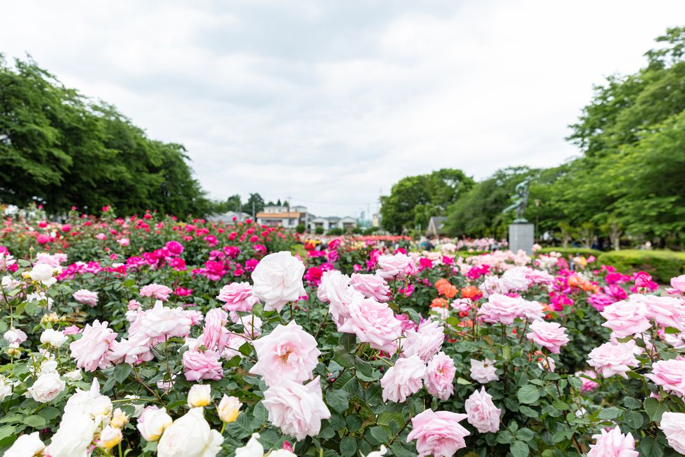 与野公園の画像 - 4枚目