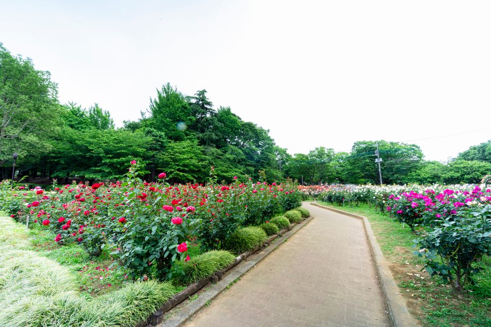 与野公園の画像 - 5枚目