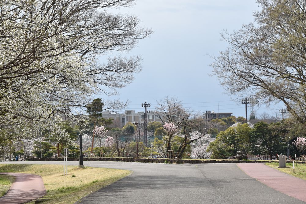 埼玉県営和光樹林公園の画像 - 4枚目