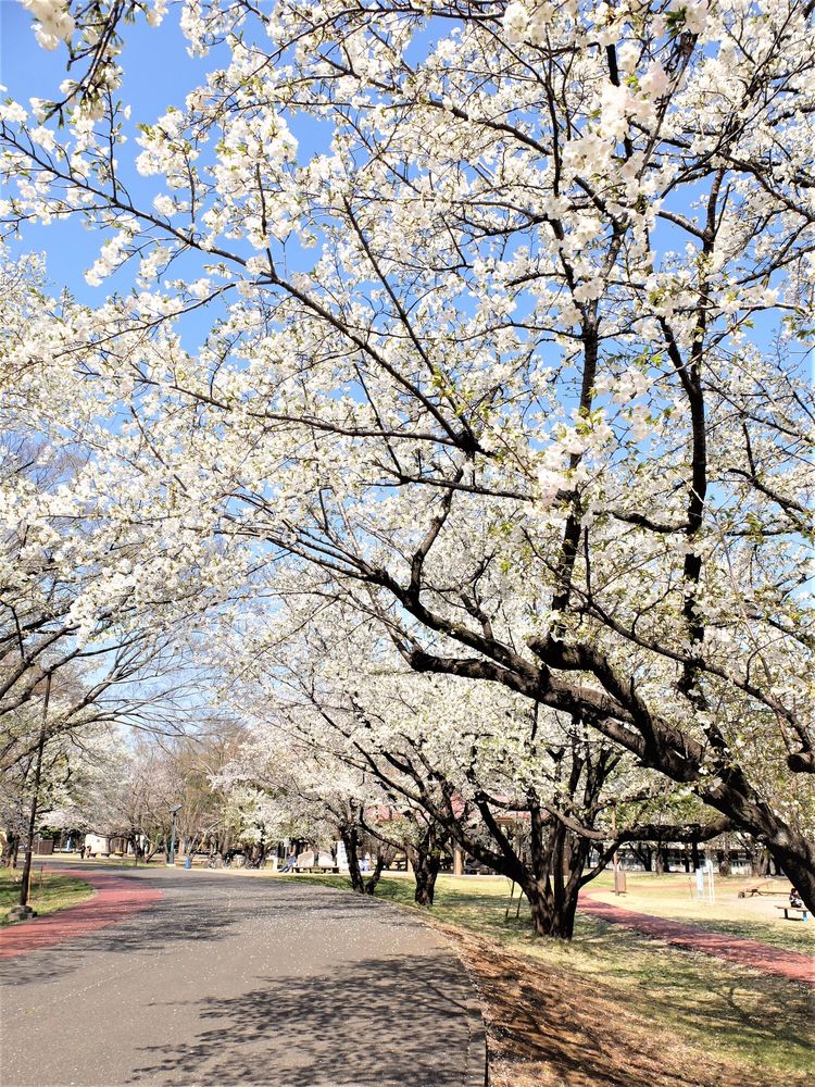 埼玉県営和光樹林公園の画像 - 5枚目
