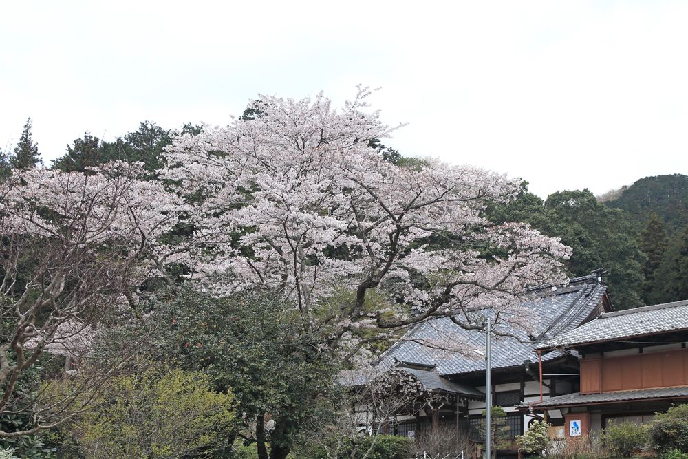 長昌山 龍穏寺の画像 - 3枚目