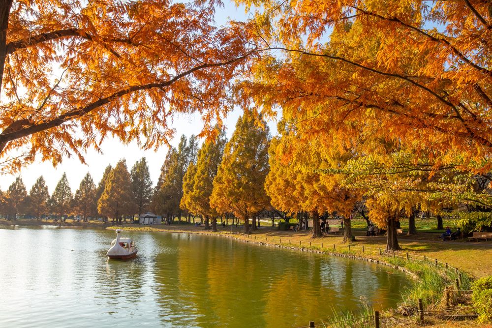川越水上公園の画像 - 5枚目