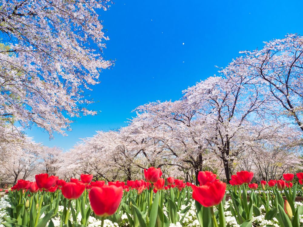 城山公園の画像 - 2枚目