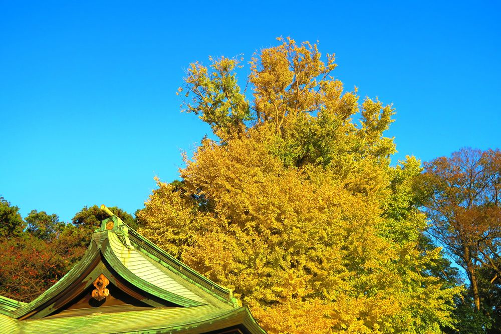 峯ヶ岡八幡神社(峯八幡)の画像 - 3枚目